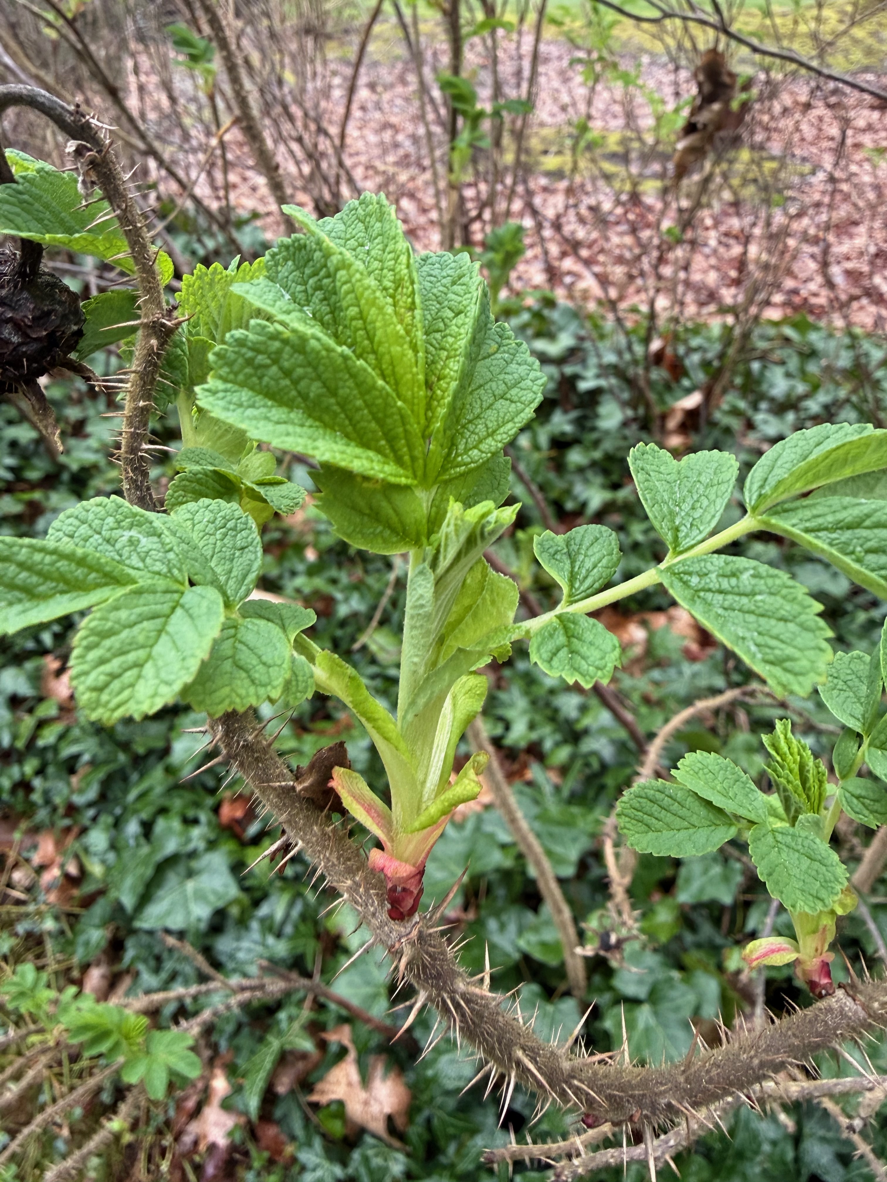 Rugosa Rose new growth flush observed 2026-04-07