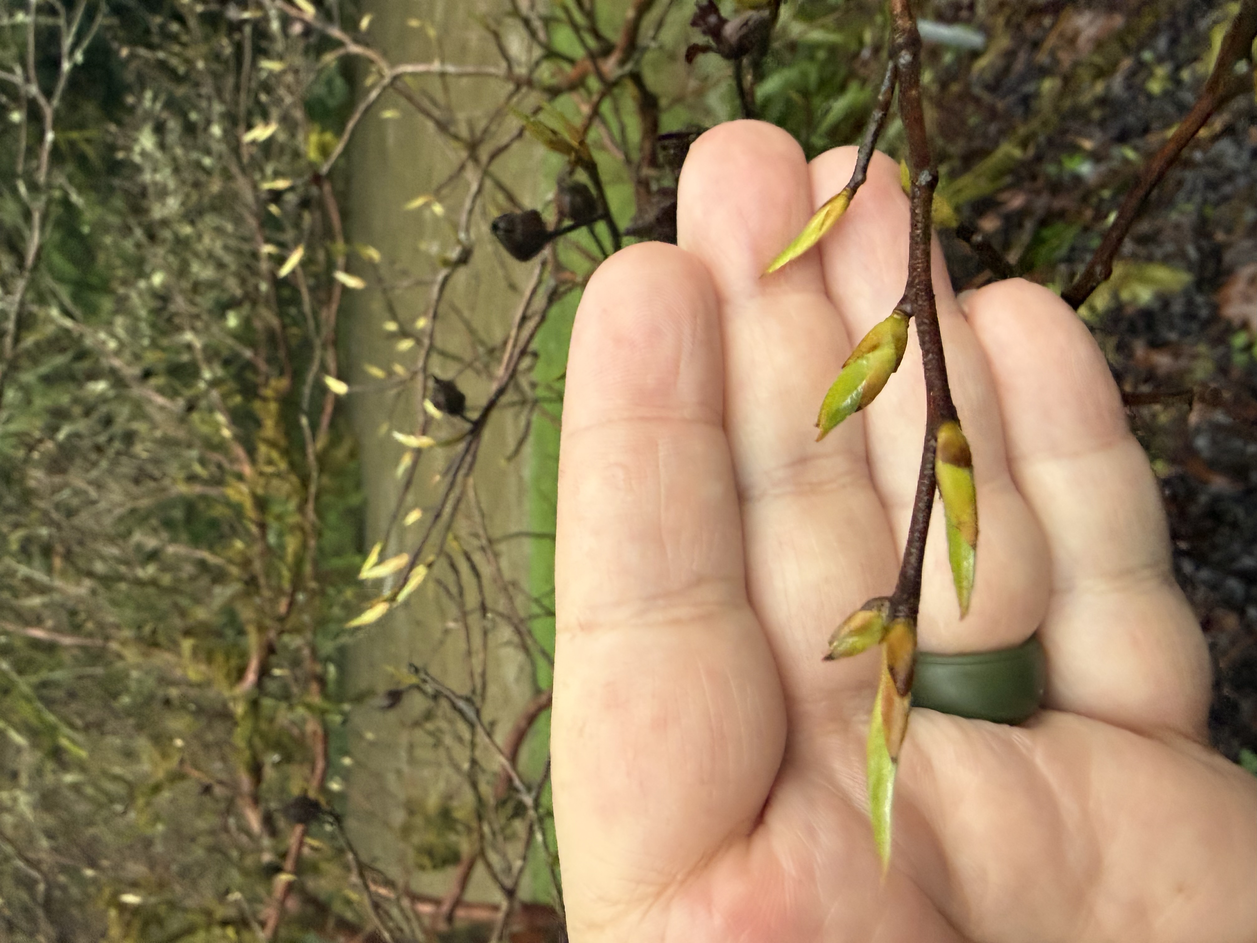 bud break observed 2026-03-20