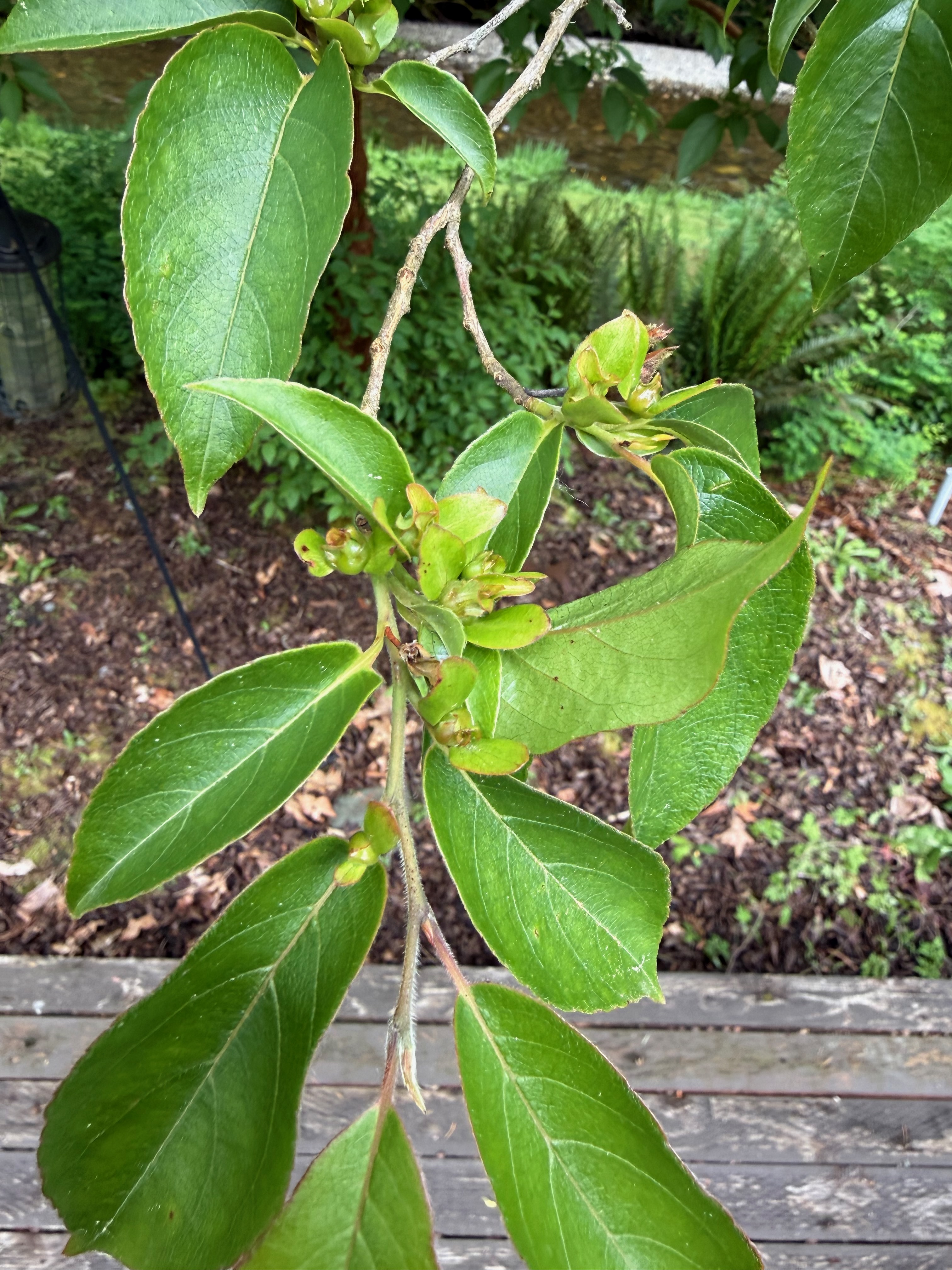 Stewartia flower bud formation observed 2026-05-14
