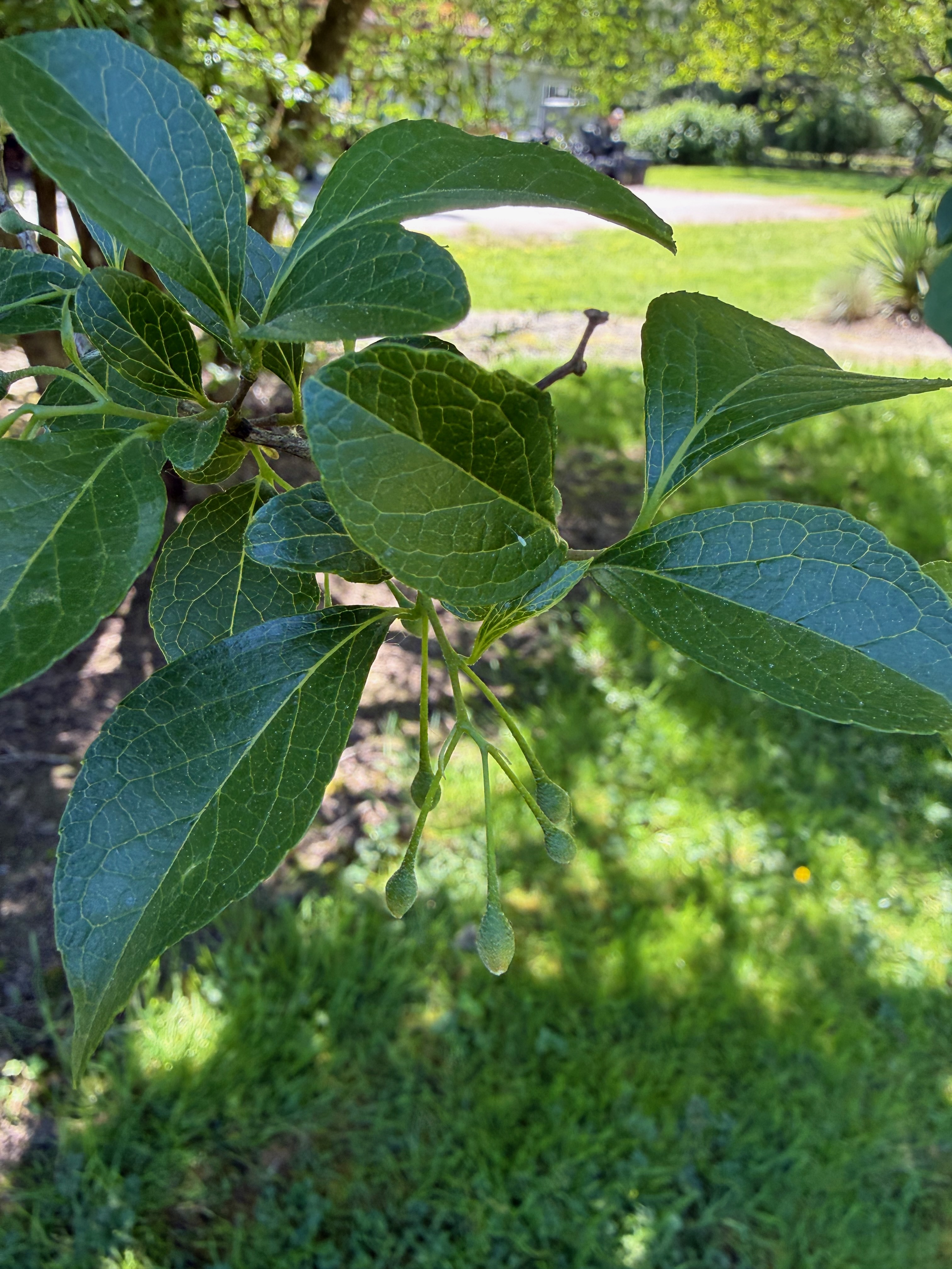 Styrax japonicus - flower buds