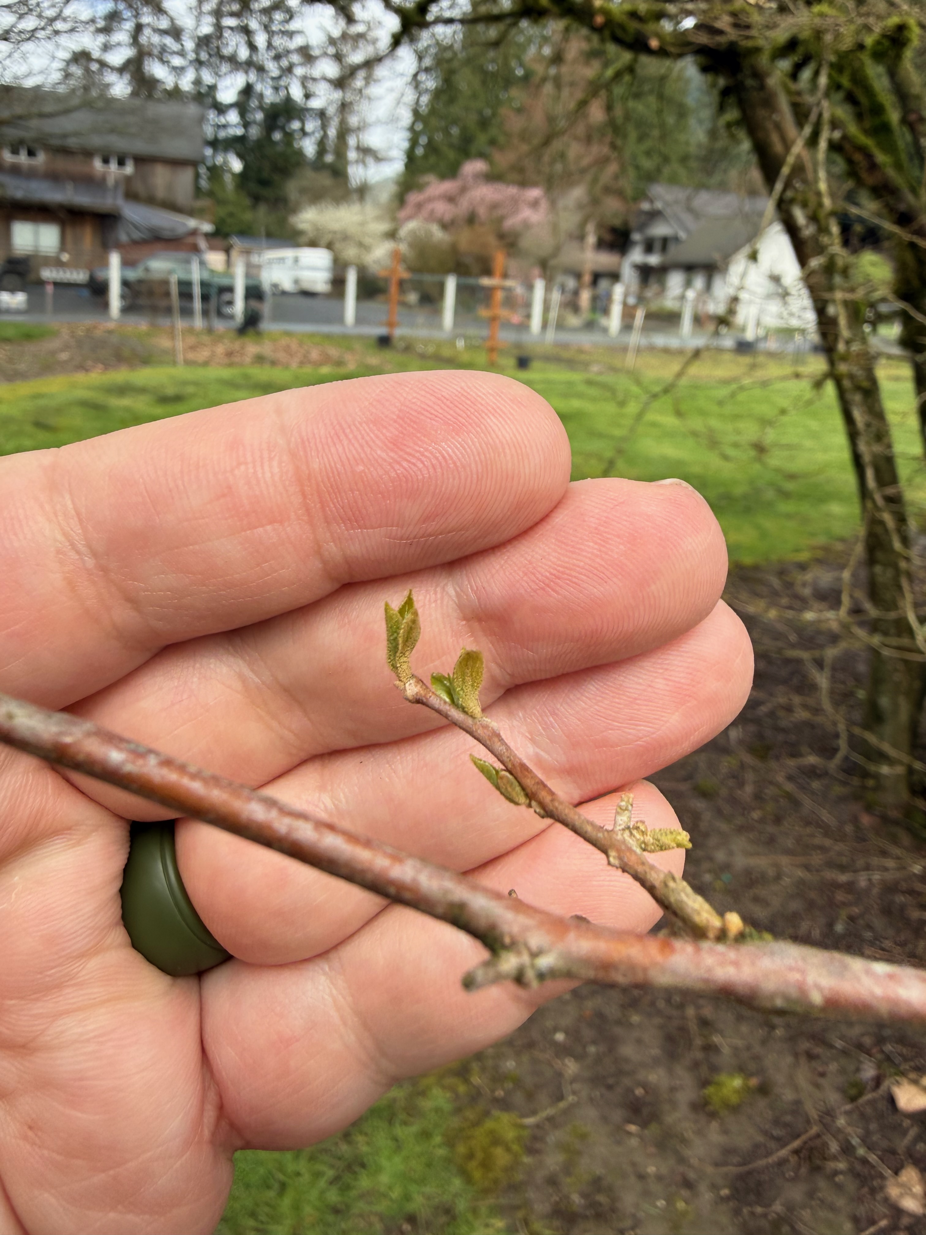 Japanese Snowbell new leaves observed 2026-04-02