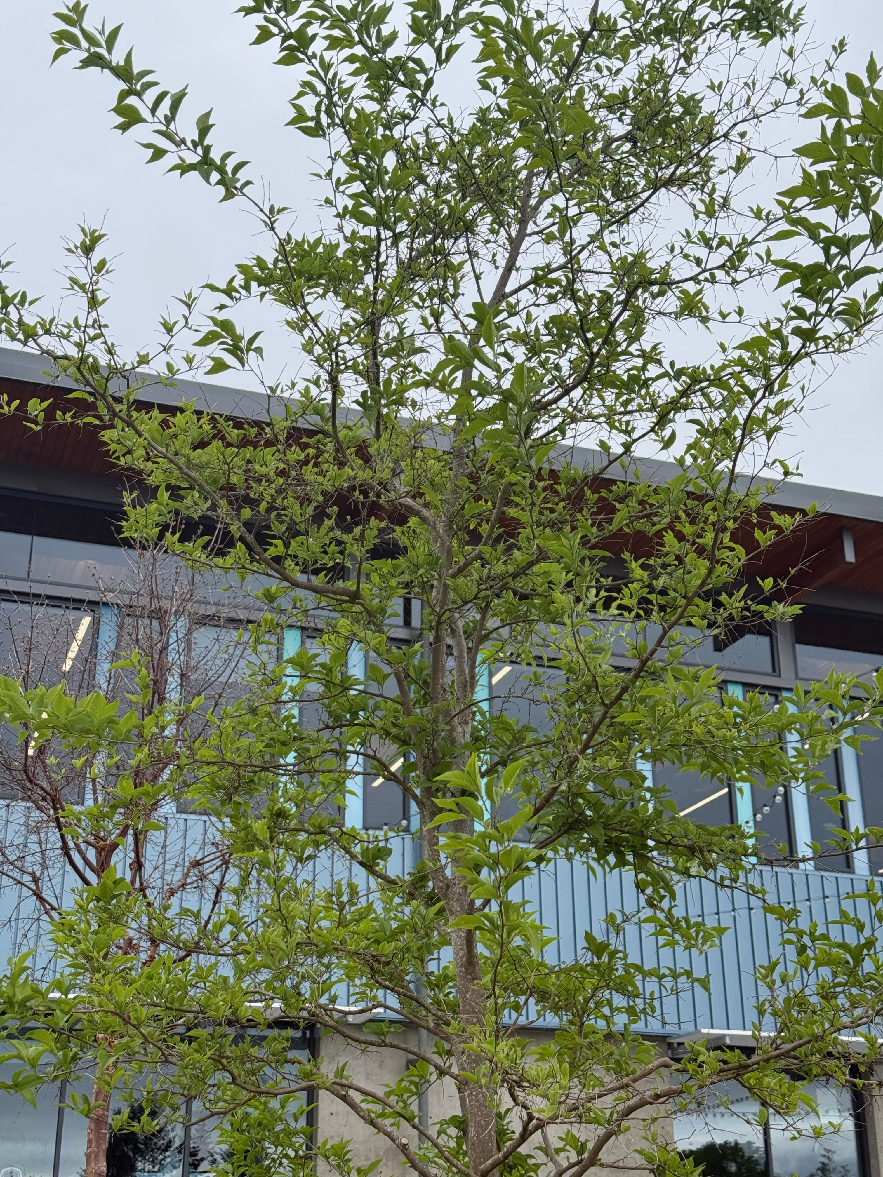 Japanese Snowbell new leaves observed 2026-04-27