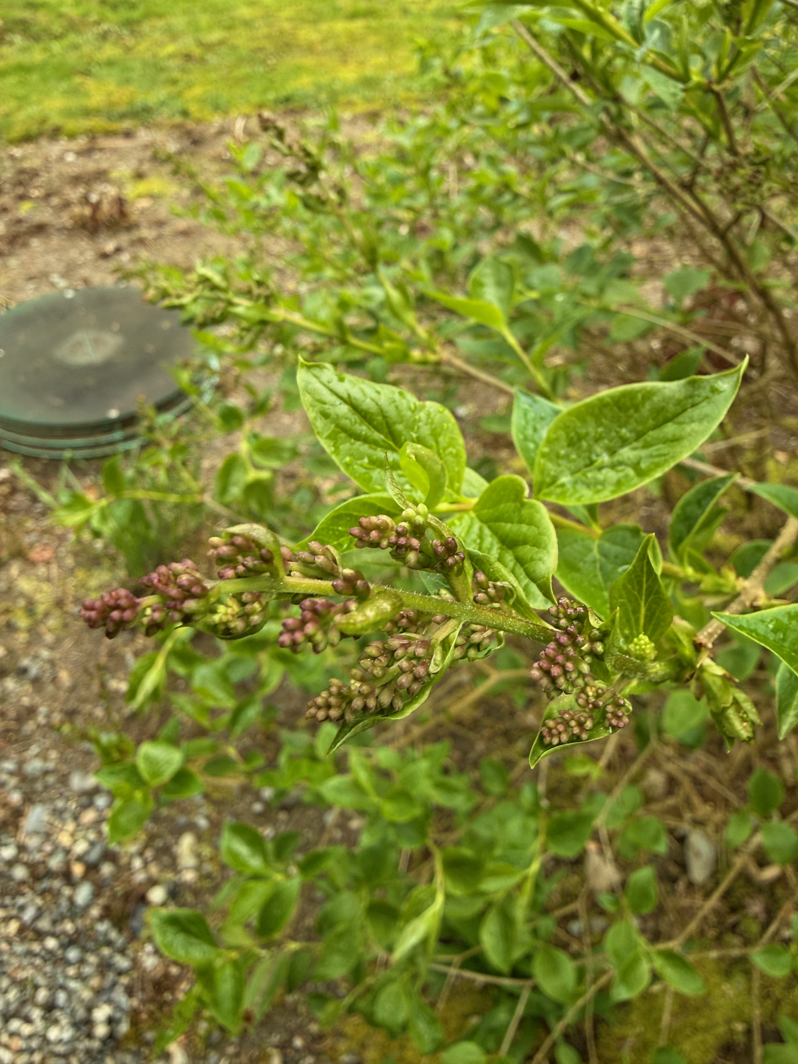 Miss Kim Lilac bud swell + new leaves observed 2026-04-07