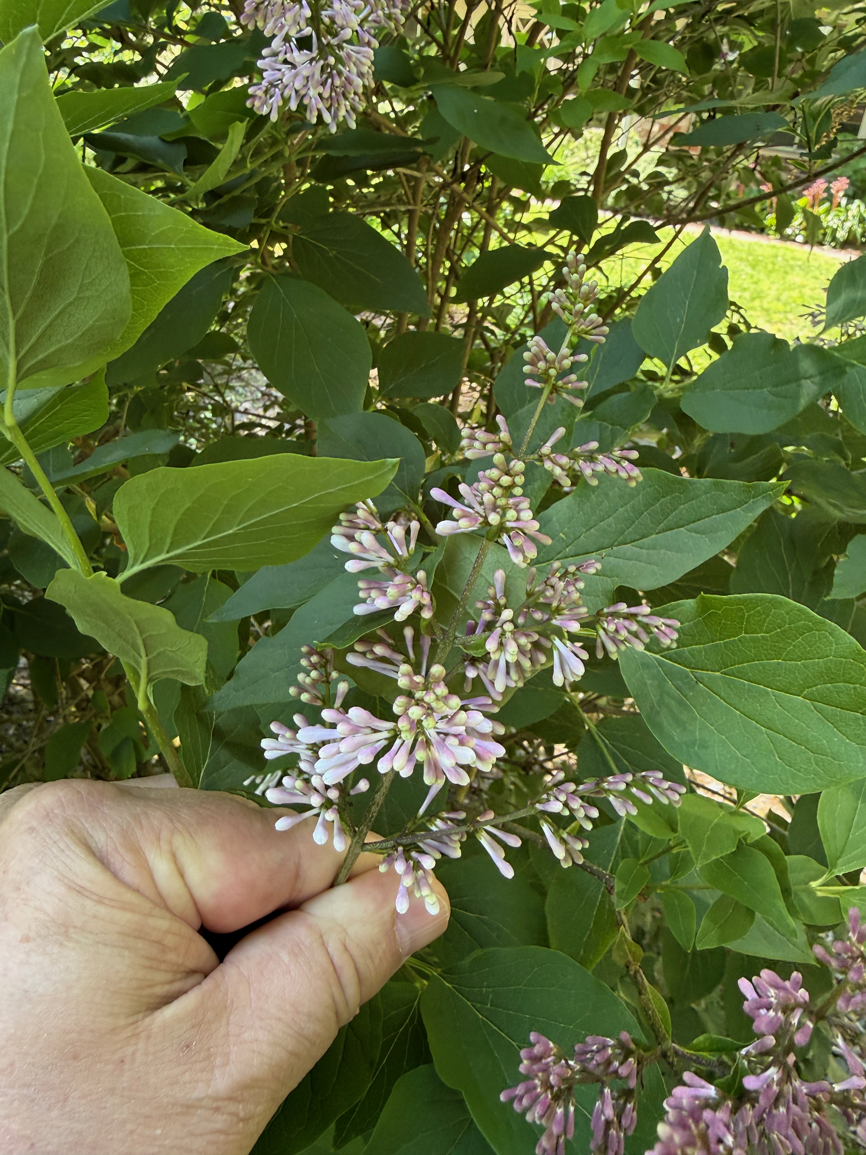 Miss Kim Lilac flower buds observed 2026-05-11