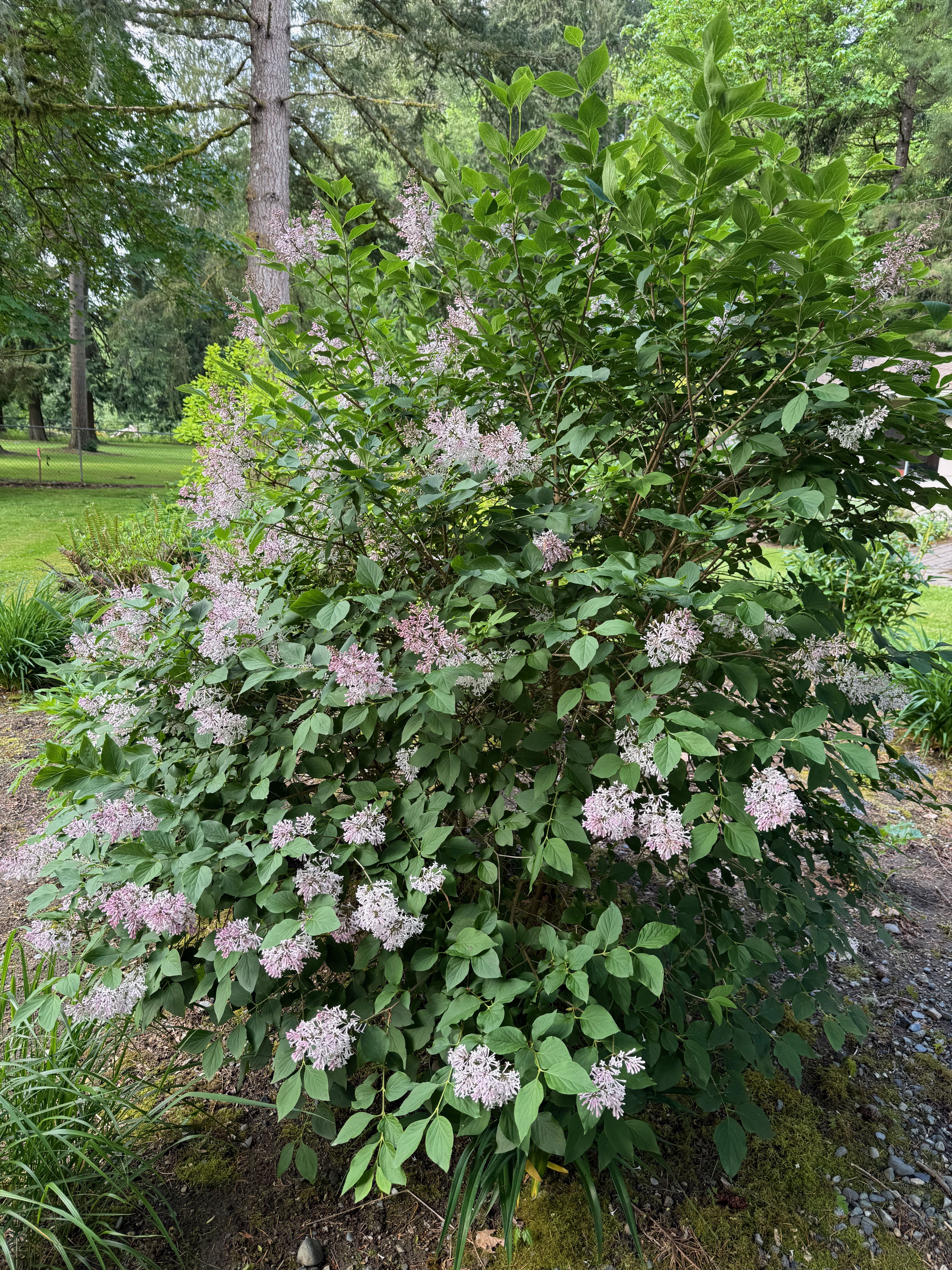 Miss Kim Lilac in bloom observed 2026-05-14