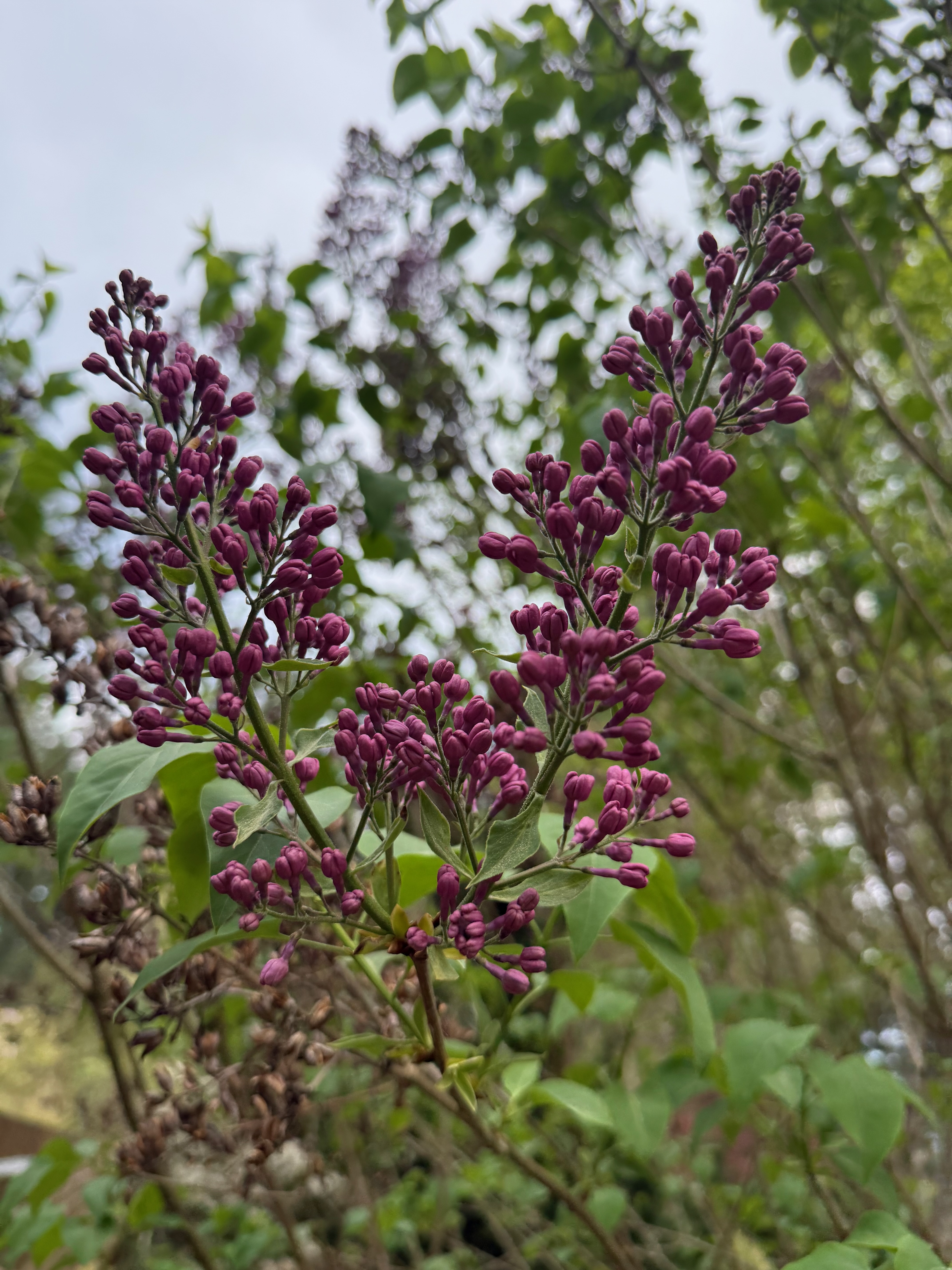 Common Lilac