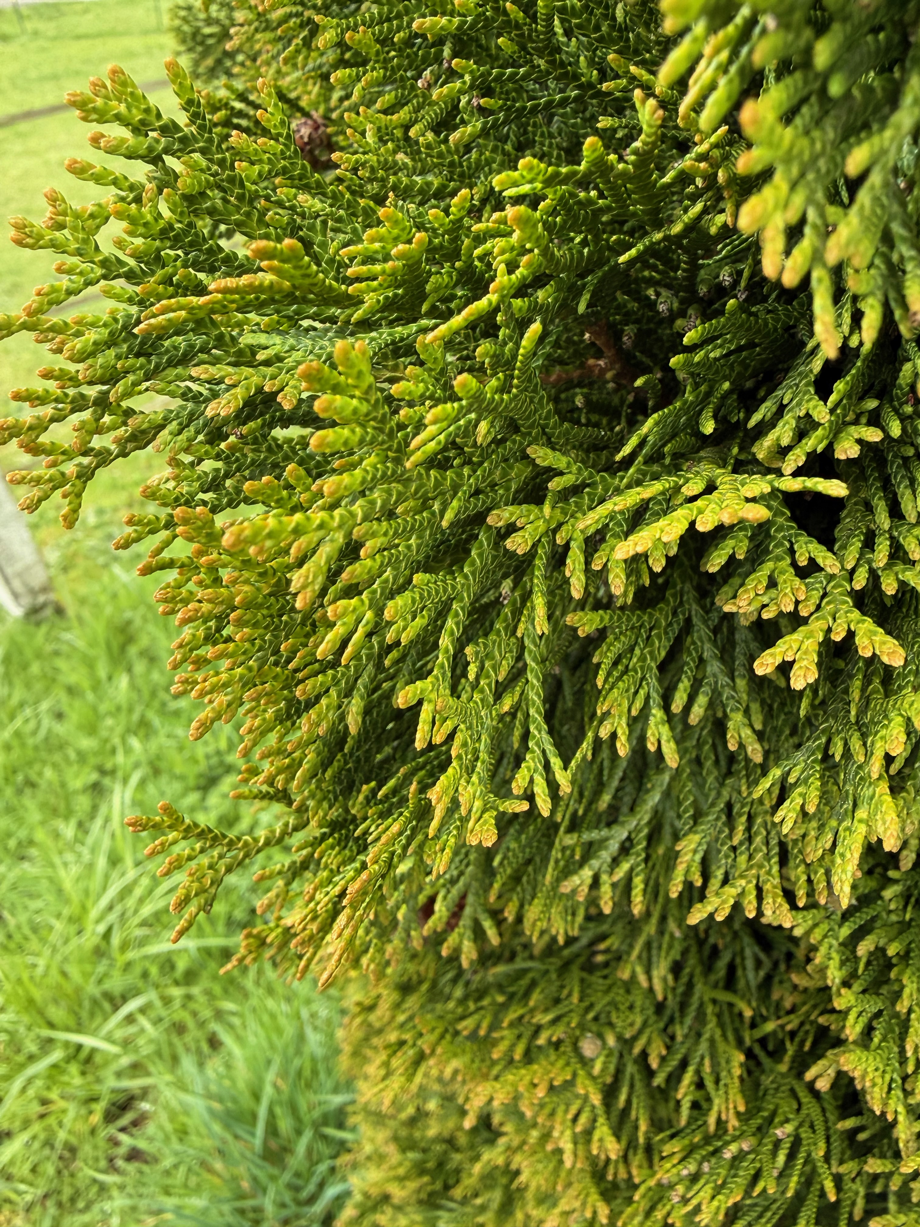Eastern Arborvitae