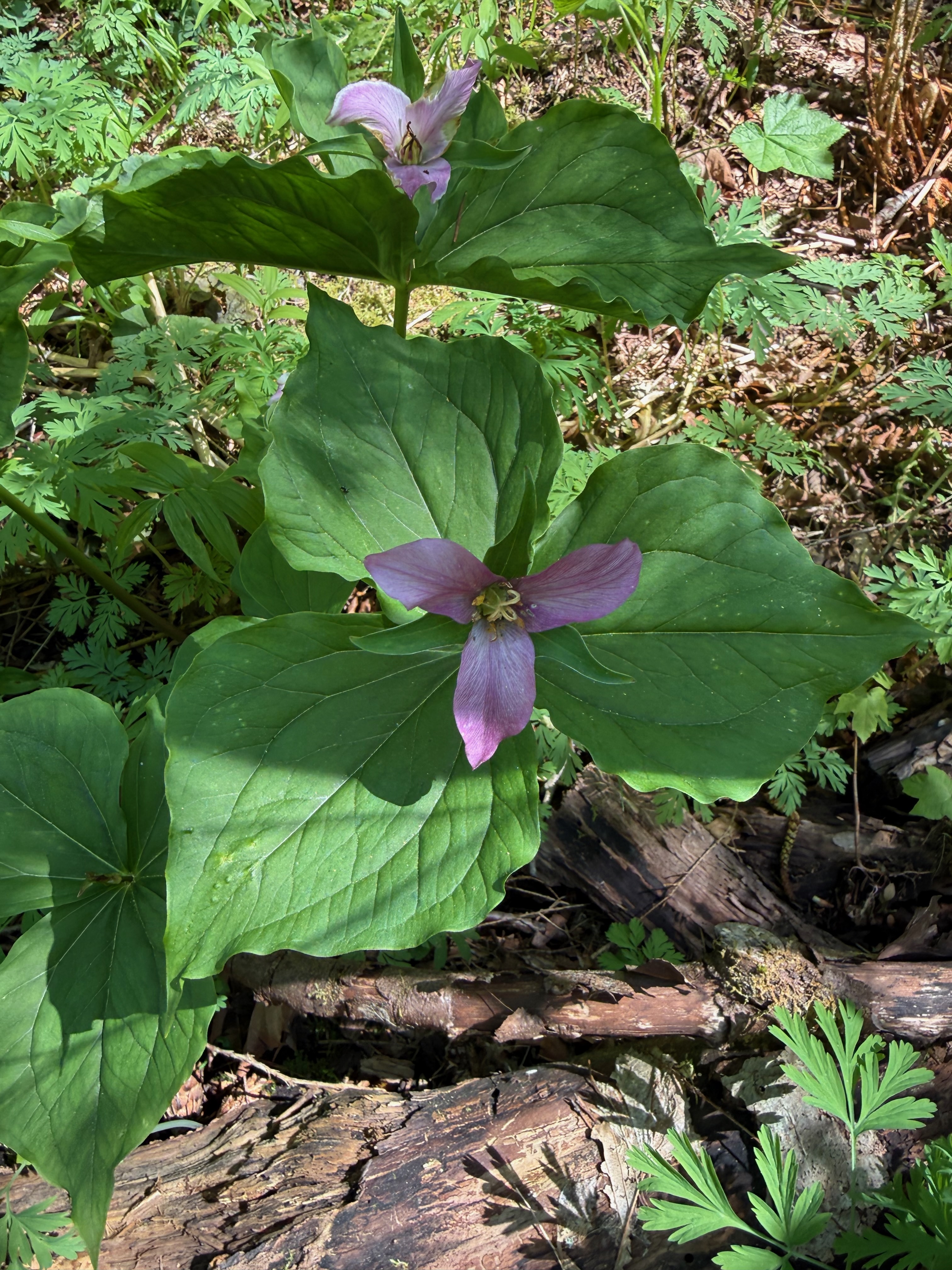 Western Trillium in flower observed 2026-04-25