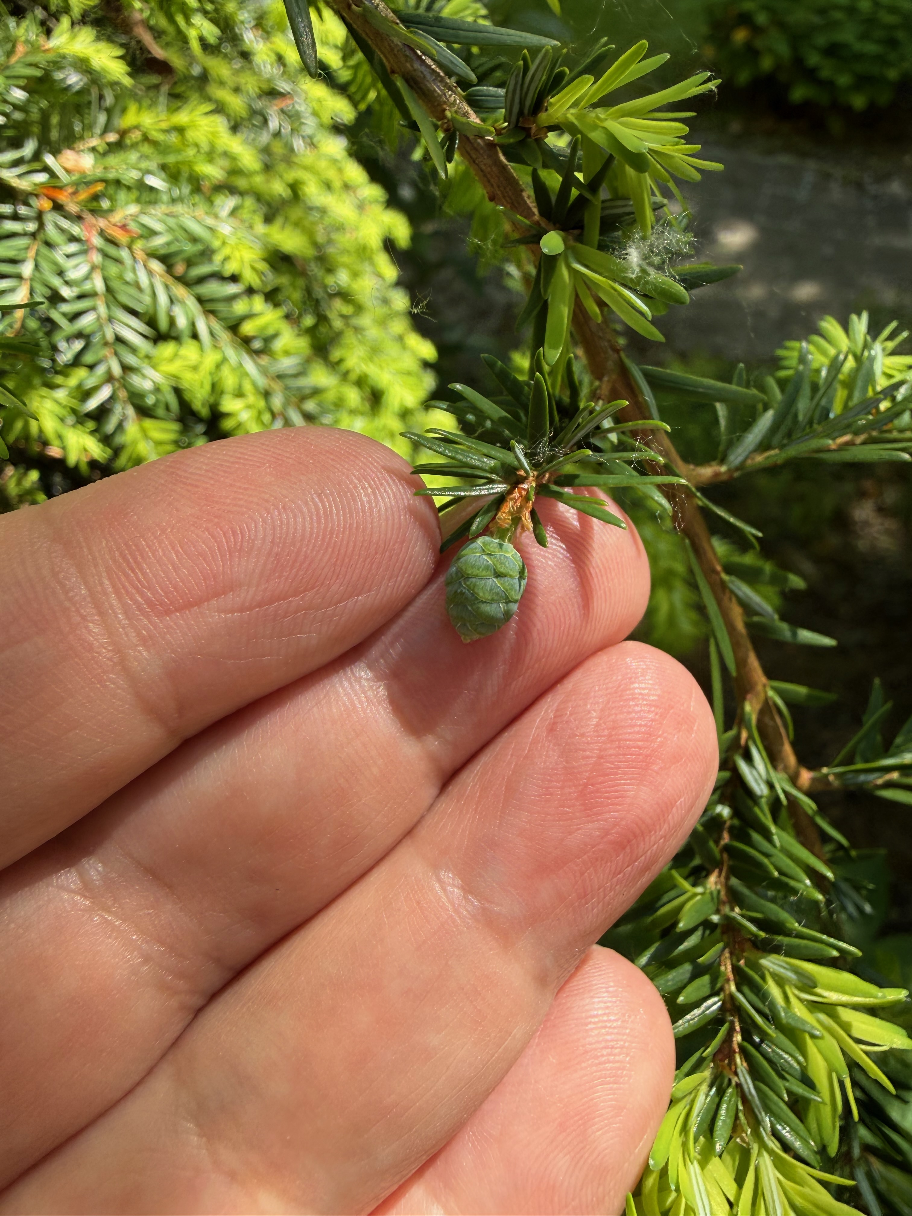 Canadian Hemlock new cone formation