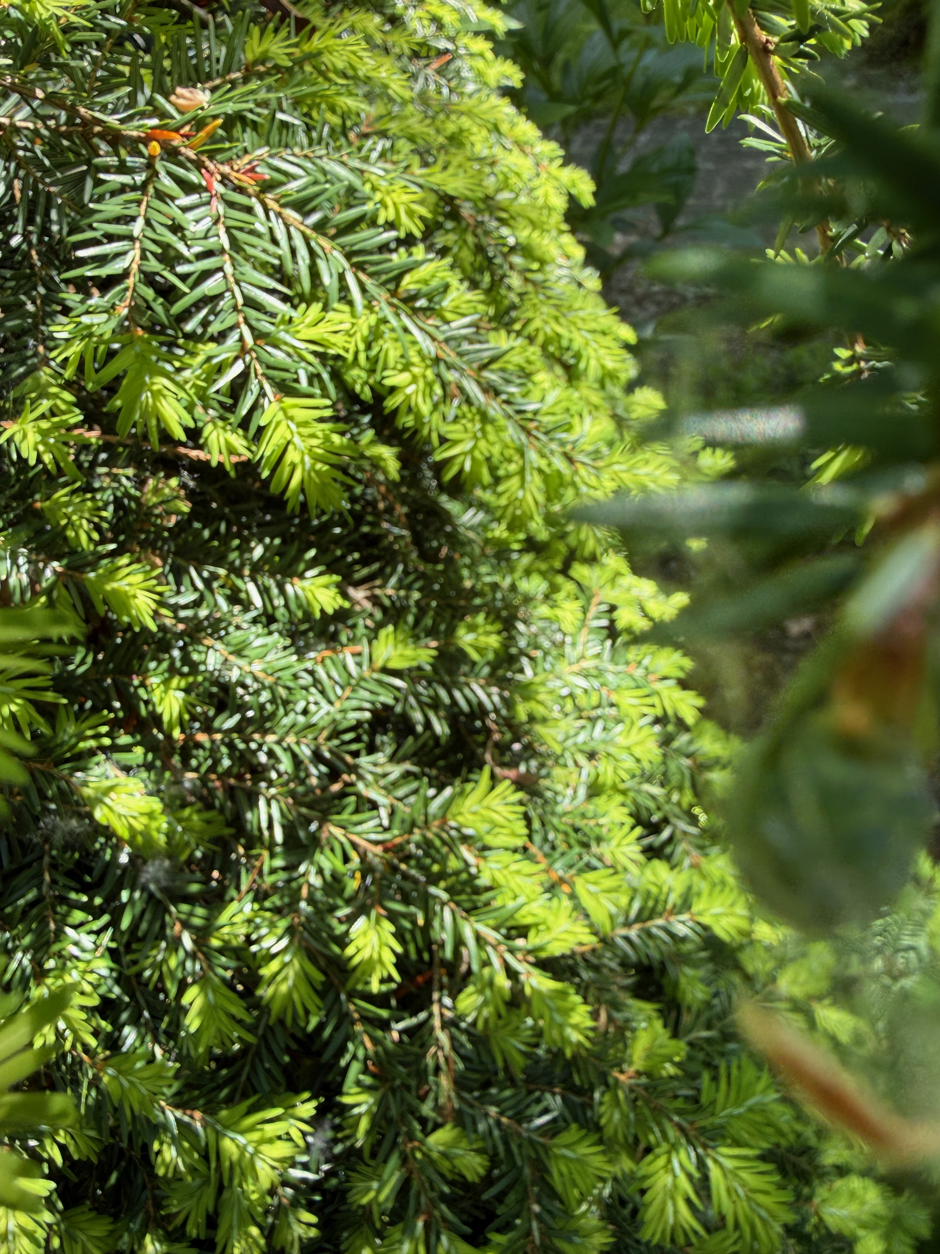 Canadian Hemlock new growth