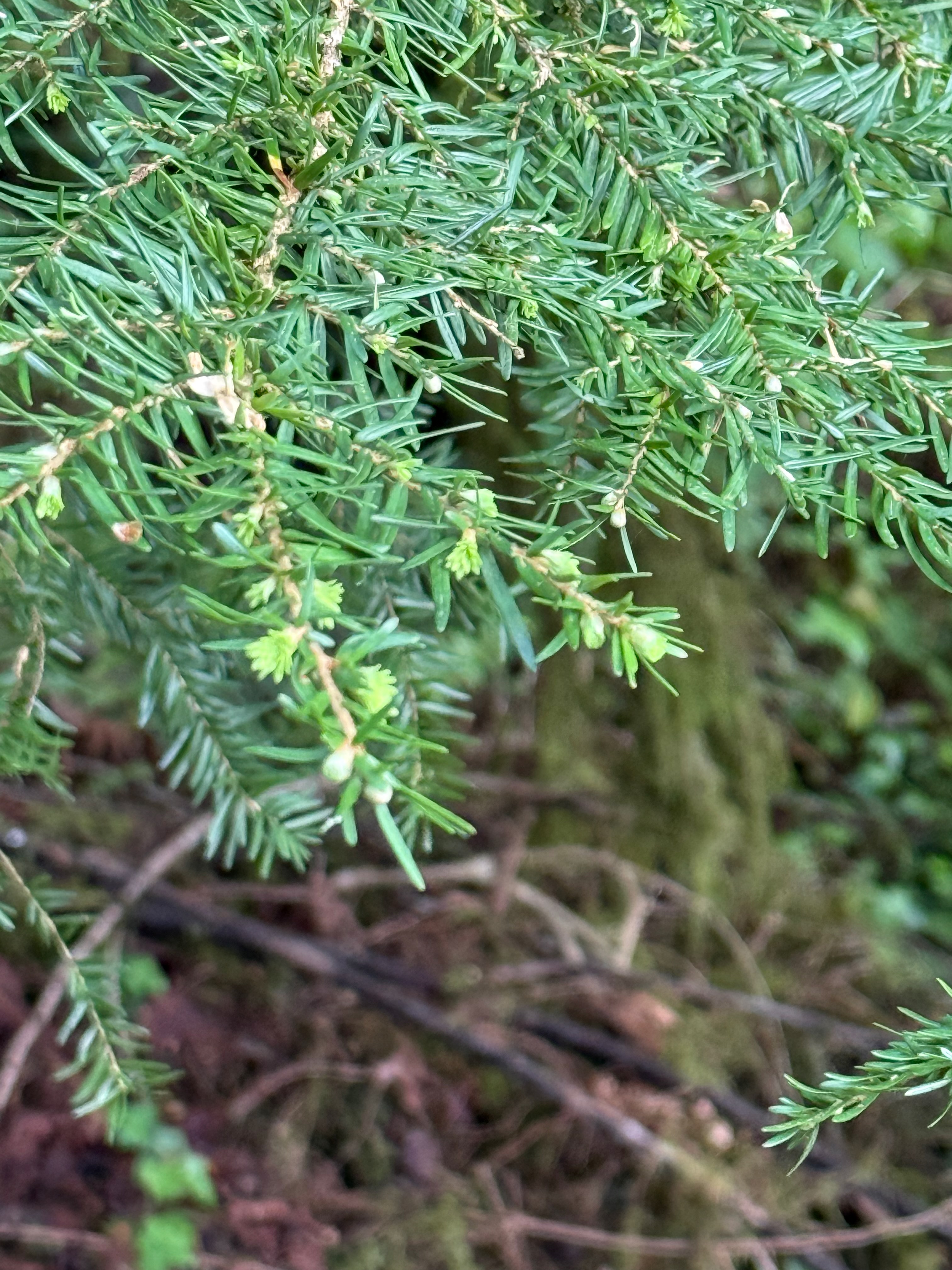 Western Hemlock new growth observed 2026-05-14