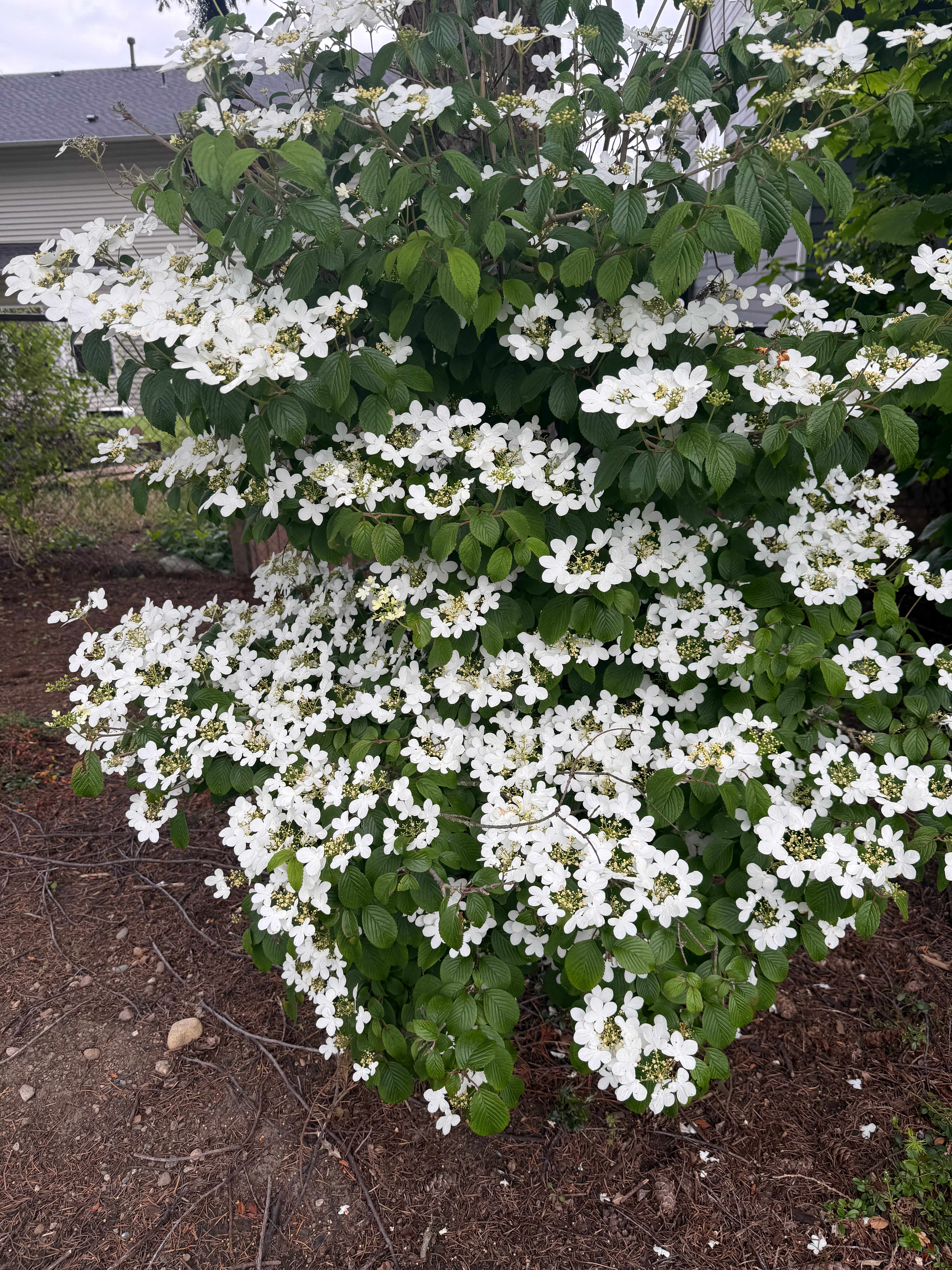 Doublefile Viburnum full bloom observed 2026-05-17