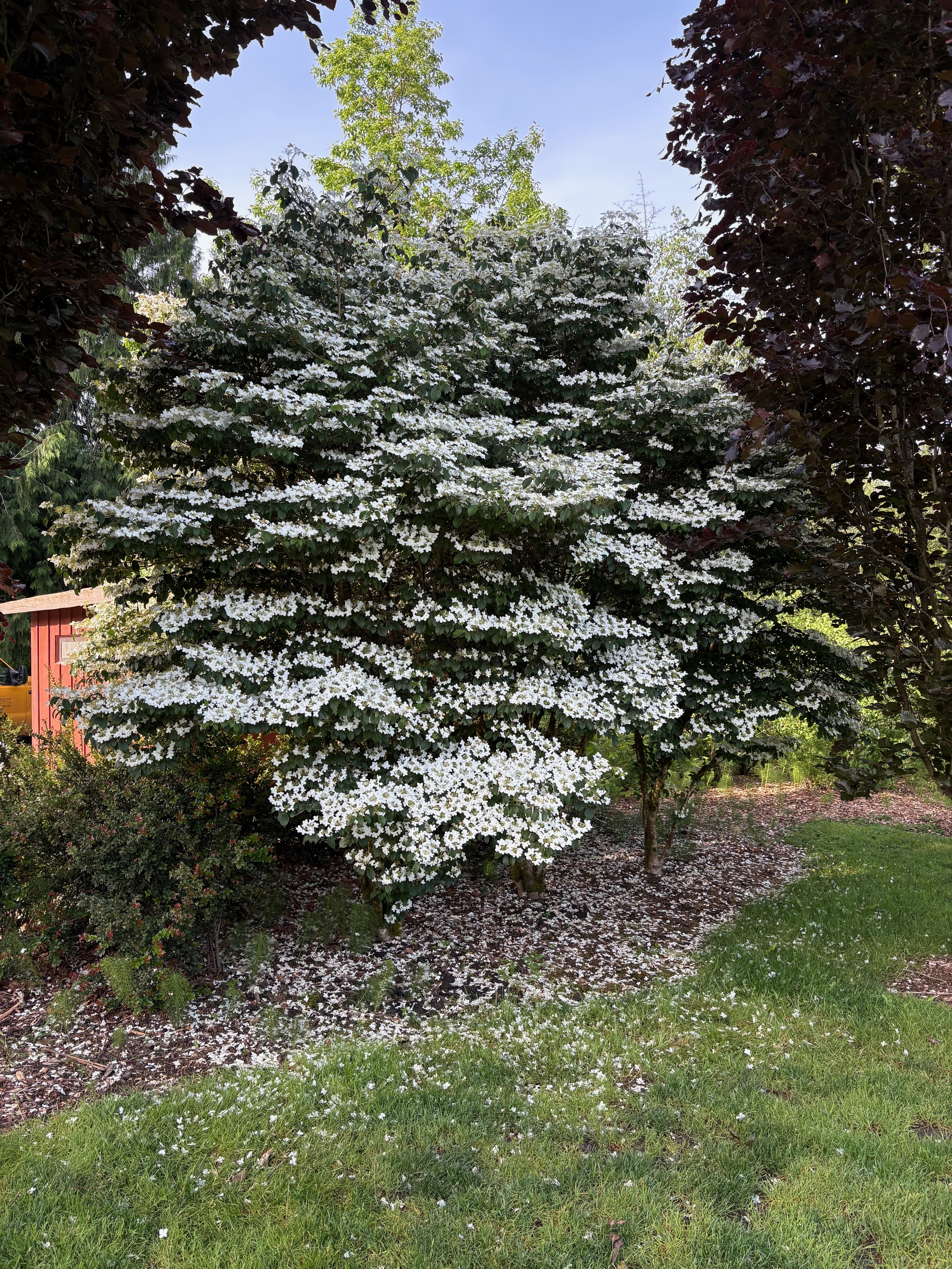 Doublefile Viburnum full bloom observed 2026-05-18