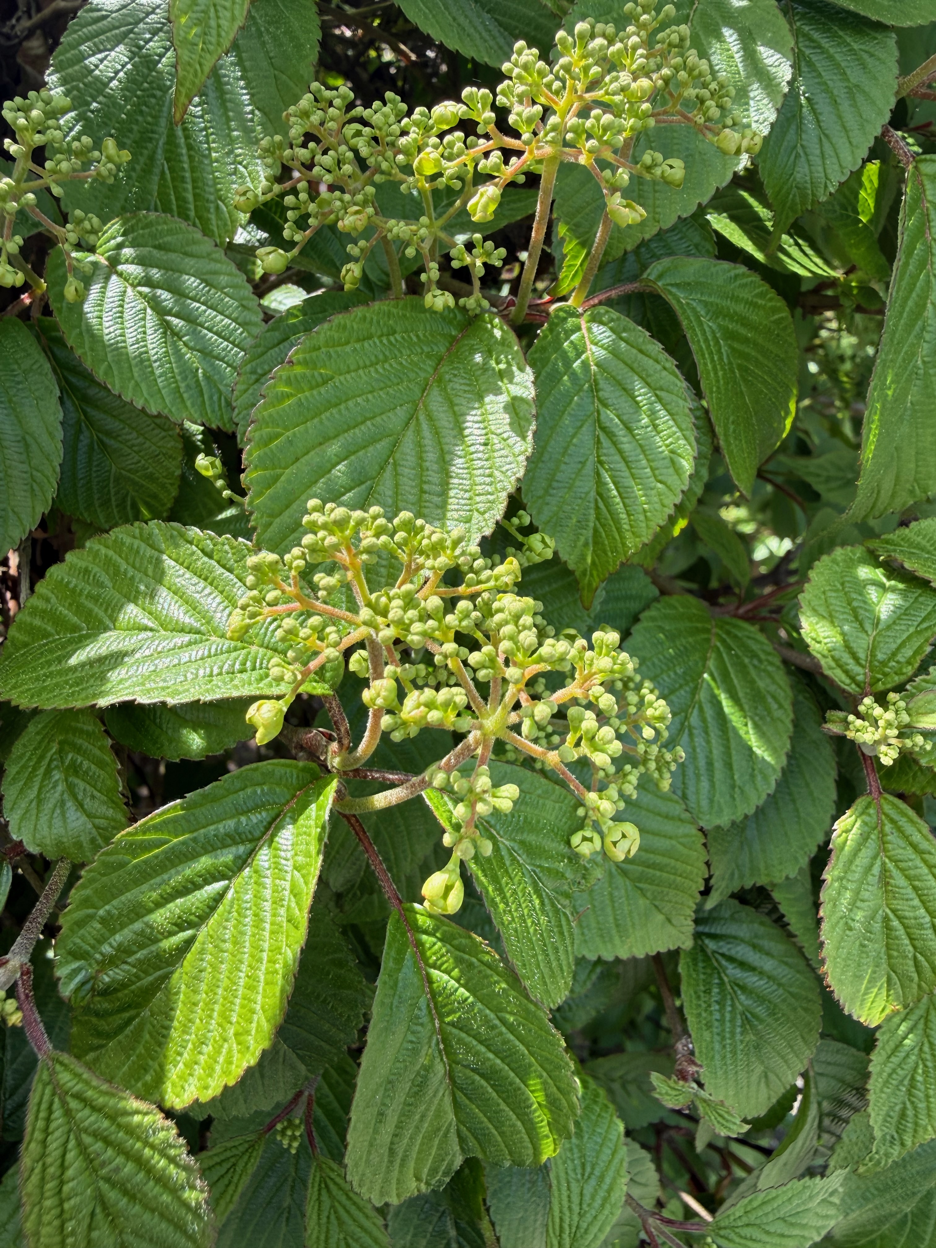Doublefile Viburnum flower bud formation