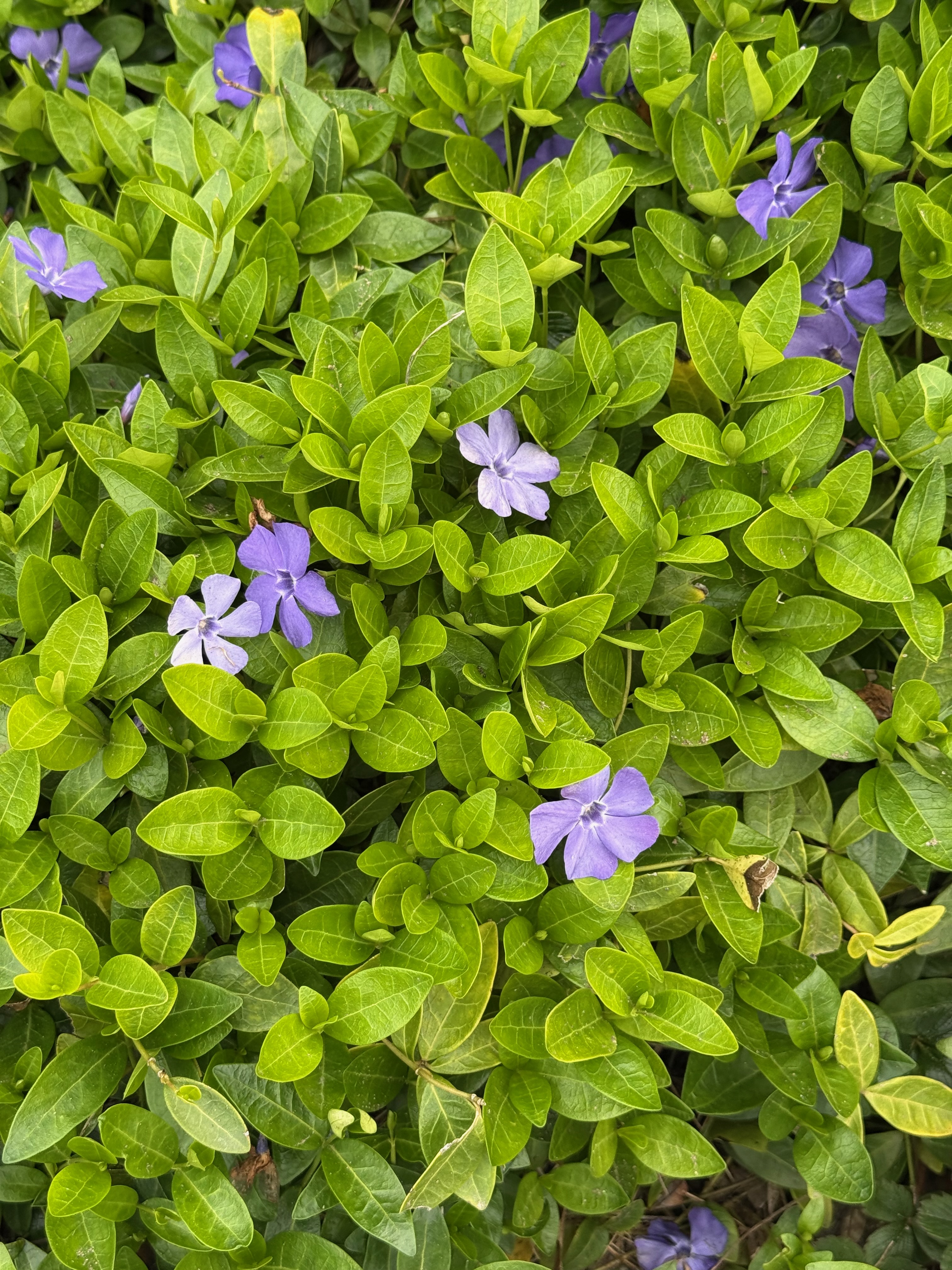 Periwinkle new growth and bloom observed 2026-04-27